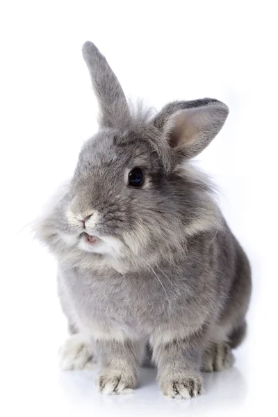 Grey dwarf bunny Stock Photo