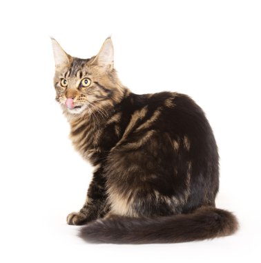 Cat, tongue out, Main coon clipart