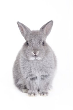 Grey dwarf baby bunny clipart