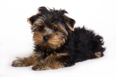 Dog, Yorkshire terrier puppy clipart