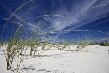 Beach çim (Marram çimen)