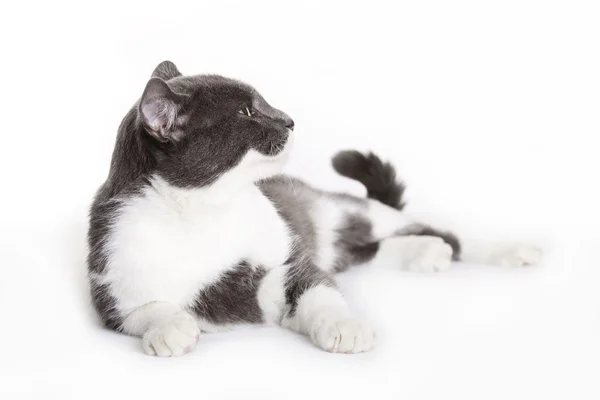 Европейская кошка — стоковое фото