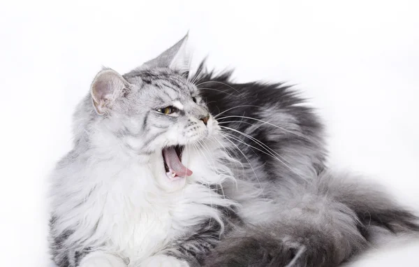 Gato bocejo, Casulo principal — Fotografia de Stock