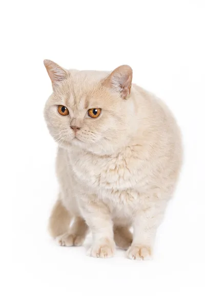 Gato rojo, taquigrafía británica — Foto de Stock