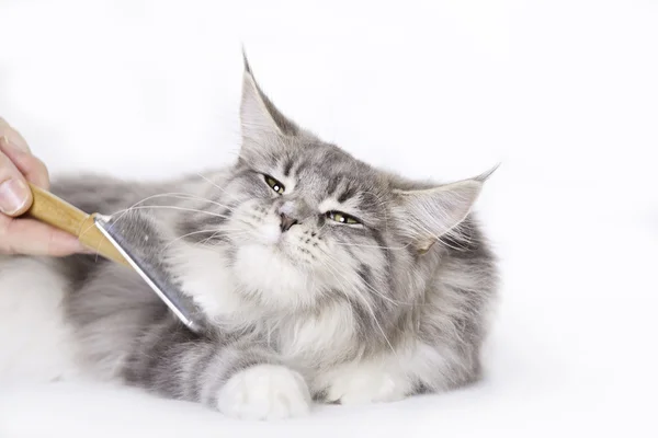 stock image Cat, Young Maine Coon