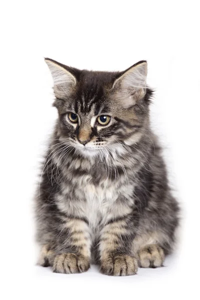 Krásné maine coon kitten — Stock fotografie