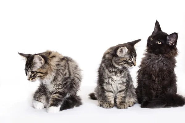 Gruppe schöner Maine Coon Kätzchen — Stockfoto