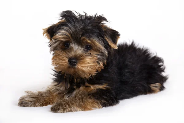 Dog, Yorkshire terrier puppy — Stock Photo, Image