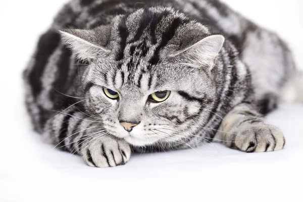 Kočka, britská krátkosrstá — Stock fotografie