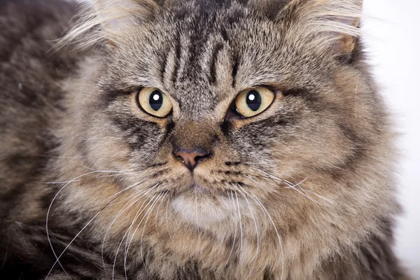 Кошка, британский длинноволосый — стоковое фото