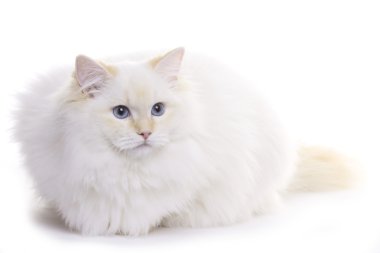 Cat, ragdoll clipart