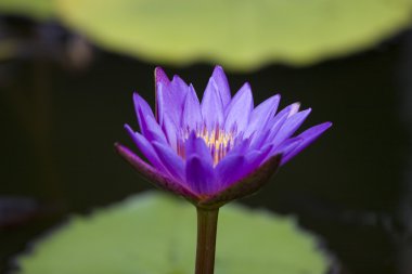 Lotus çiçeği.