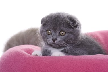 Kitten - scottish fold clipart