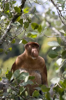 Wild Proboscis monkey, Borneo clipart