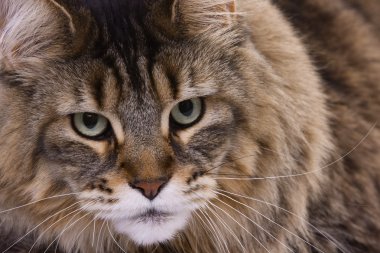 Cat portrait, Main coon clipart