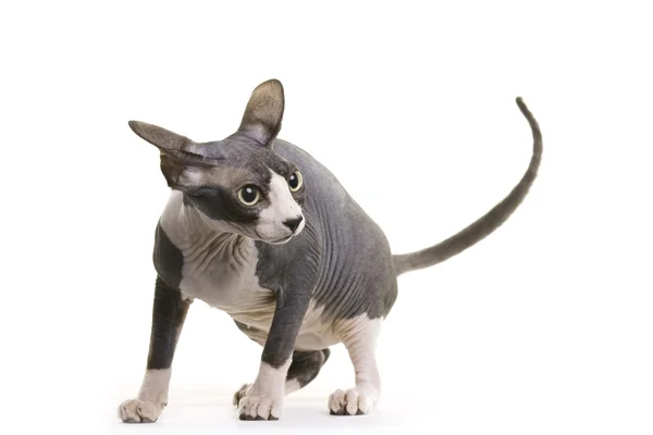 털이 없는 고양이, 스핑크스 — 스톡 사진