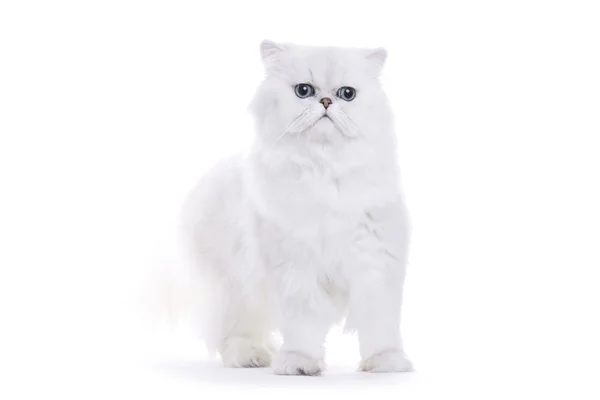 Kot, Królik szynszylowy Perski — Zdjęcie stockowe