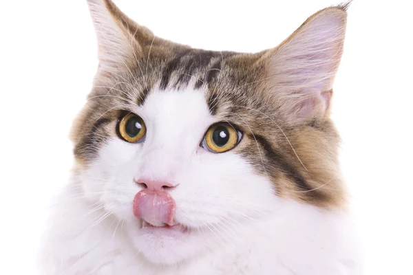 Retrato de gato, lengua afuera, mapache de Maine — Foto de Stock