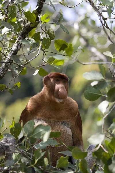Wild Proboscis monkey, Borneo — Stock Photo, Image