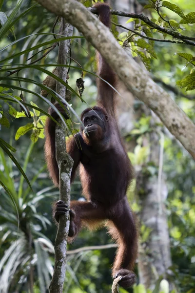 Młode dziki orangutan, borneo — Zdjęcie stockowe