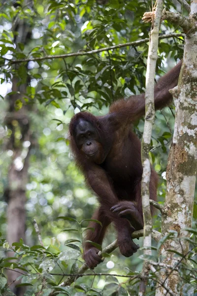 Divoký orangutan, borneo — Stock fotografie