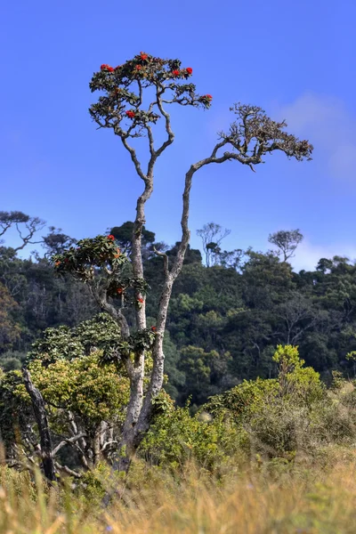 stock image Tree with red flowers