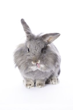 Rabbit tongue out clipart