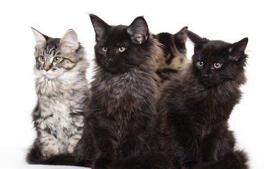 Group of beautiful Maine Coon kittens clipart