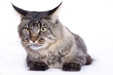 Cat portrait, Main coon clipart