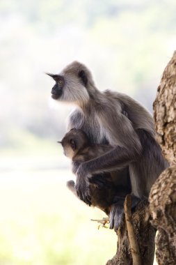 Monkey, Langur clipart