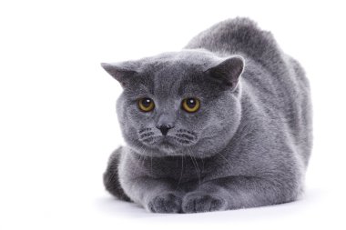 Cat portrait, British shorthair clipart