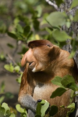 Proboscis monkey, Borneo clipart
