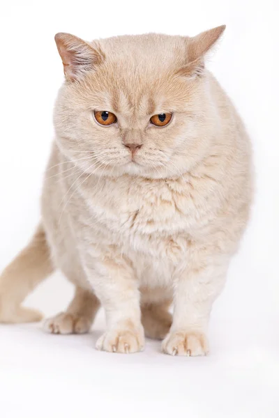 Gato rojo gruñón, británico de pelo corto — Stok fotoğraf