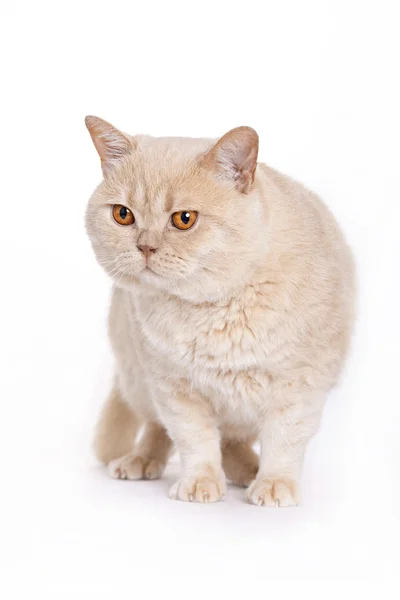 Gato rojo gruñón, británico de pelo corto — Stok fotoğraf