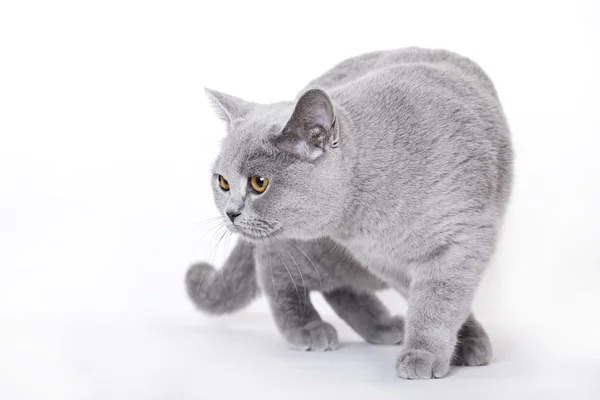 ブリティッシュショートヘアの猫 — ストック写真
