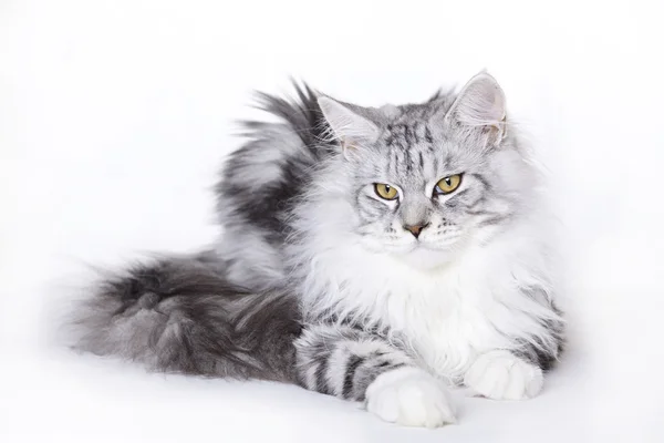 Piękny kot rasy maine coon — Zdjęcie stockowe