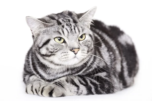 Gato bonito, Britânico Shorthair — Fotografia de Stock
