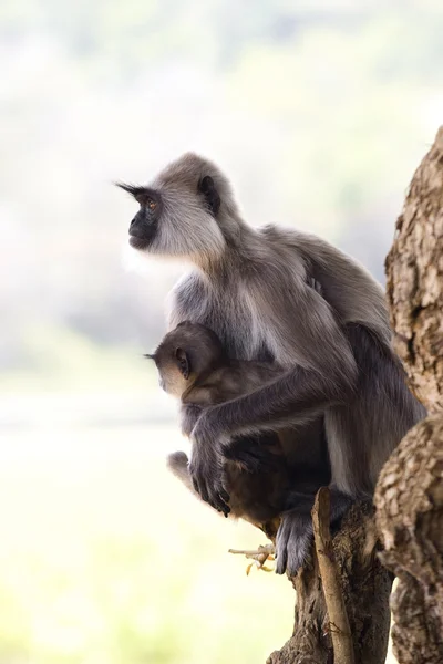 Stock image Monkey, Langur