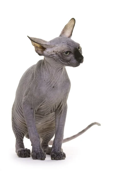 Gatto senza peli, Sfinge — Foto Stock