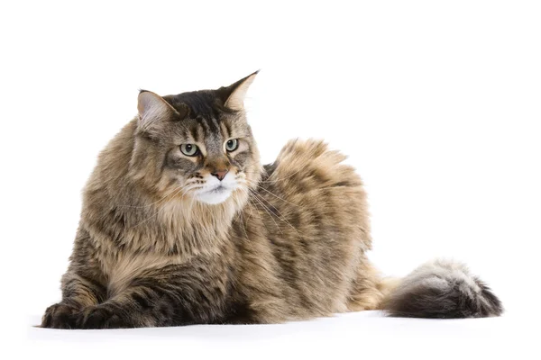 Genç maine coon kedi — Stok fotoğraf