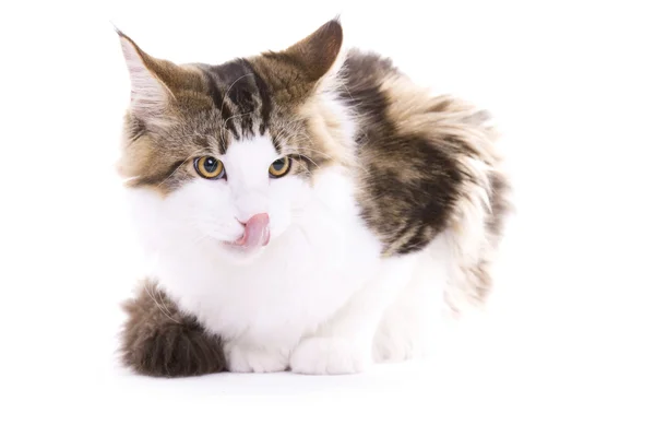 Cat sitting, Maine coon — Stock Photo, Image