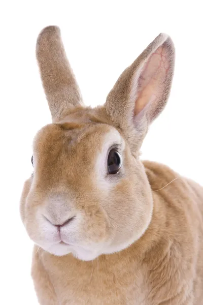 붉은 토끼 — 스톡 사진