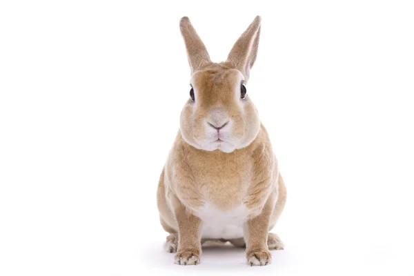 Red rabbit — Stock Photo, Image