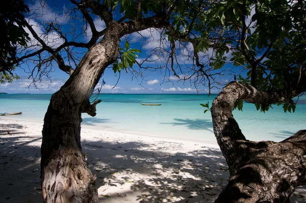 Ağaçları ile beyaz kum plaj — Stok fotoğraf