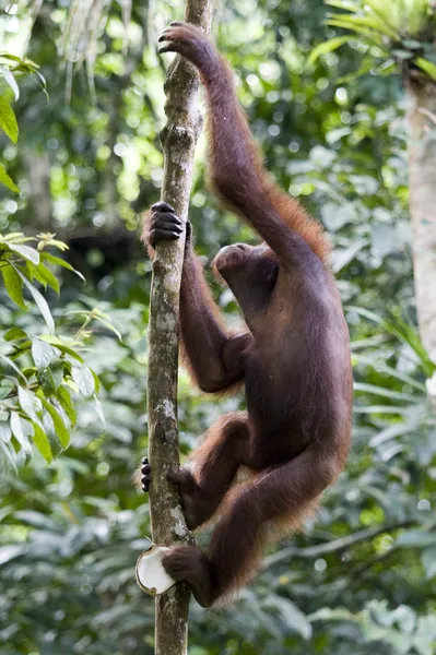 Junger wilder Orang-Utan, borneo — Stockfoto