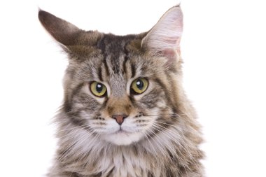 Cat portrait, Main coon clipart