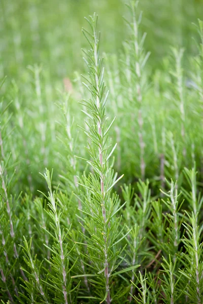 stock image Fresh rosemary (Rosmarinus Officinalis)