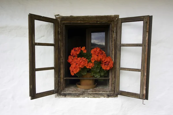 Вікна з квітами — стокове фото