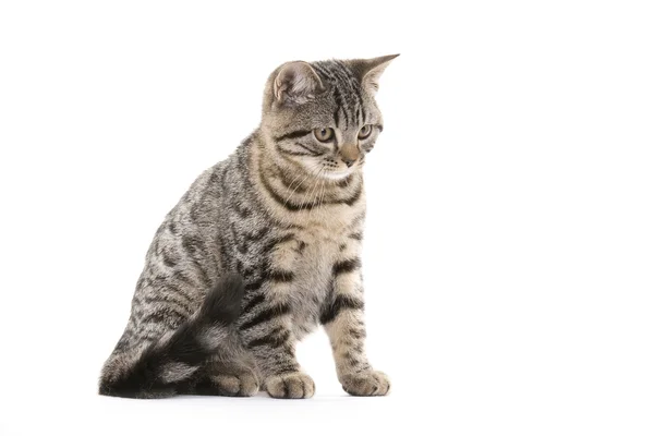 Kedi, Avrupa Evcil — Stok fotoğraf