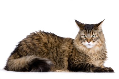 Cat, Maine coon clipart